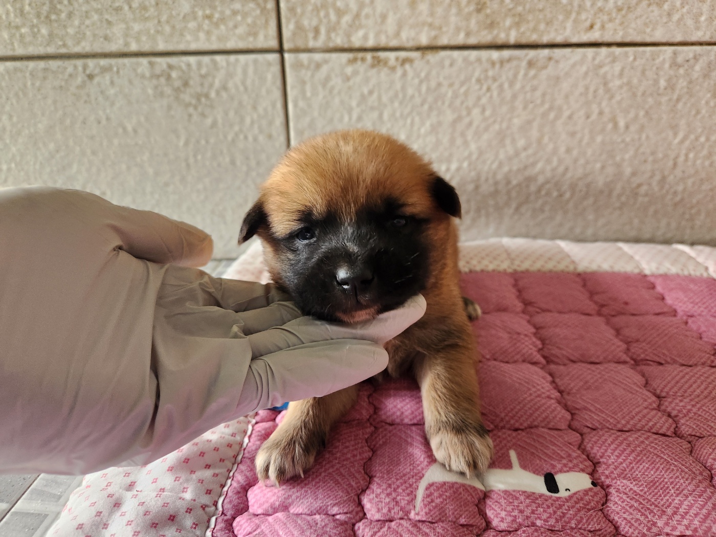 광주 동물보호소_429363202400306